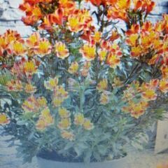 5ーAlstroemeria　　