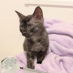 【レア柄】ブラックスモークタビー仔猫