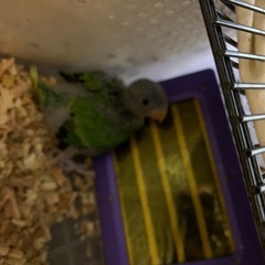 コセイインコ雛珍しい仔です98,000円です可愛仔です