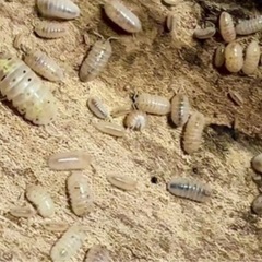 マジックポーション ダンゴムシ 
30匹 