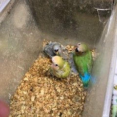 小桜インコ雛モーブ15,000円ブルー15,000円ノーマル12...