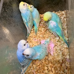 セキセキインコ雛1羽3,800円で宜しく