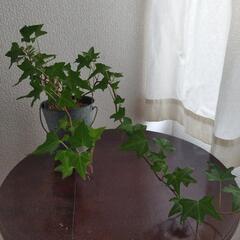 アイビー、ヘデラ