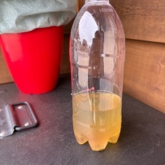 ミジンコ　ゾウリムシ　セットの画像