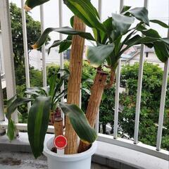 ドラセナ　マッサンギアナ【七号鉢】