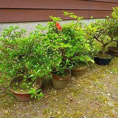 サツキ盆栽の画像