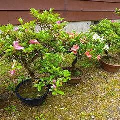 サツキ盆栽の画像