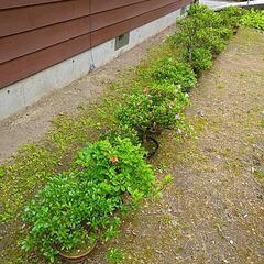 サツキ盆栽の画像