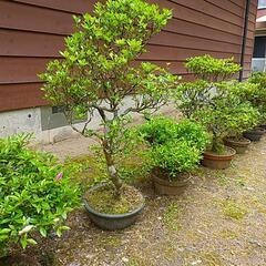 サツキ盆栽の画像
