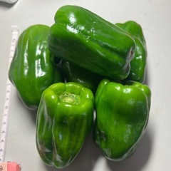 あと2時間で終了…苦くないピーマン（茨城県産）