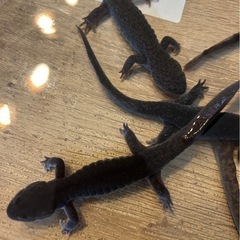 サンショウオ　　２匹の画像
