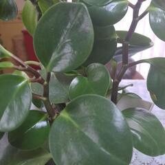 観葉植物ペペロミア