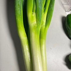 あと2時間で終了…あまぁ〜い長ネギ（茨城県産）