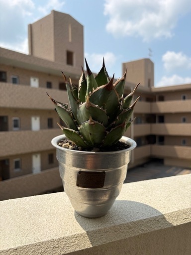 アガベ塔竜・m&m鉢セット