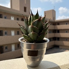 アガベ塔竜・m&m鉢セット