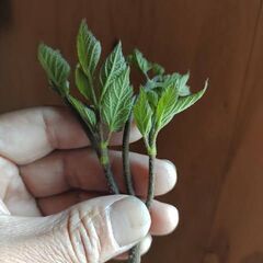 天然ウドの新芽と葉っぱ詰め合わせ1袋