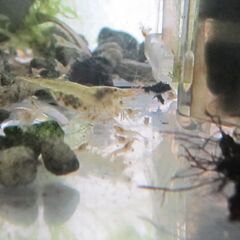 水槽セット 現在稚エビ多数 飼育中。水槽・飼育水・底砂・餌・エアー供給/濾過フィルター・用品相談OK。検索用#ミナミヌマエビ繁殖 貝・熱帯魚・メダカOK#アクアリウム#水生生物#飼育#ペットの画像