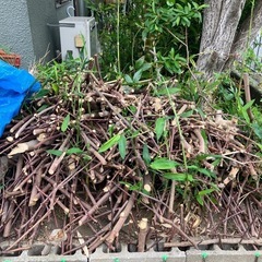 BBQにいかがでしょう☆半年乾燥、小枝　薪