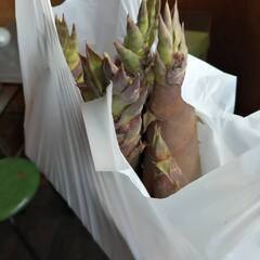 大好評たけのこ淡竹1袋詰め放題500円1ｋｇ以上入ります。お渡し当日のみ予約OKの画像