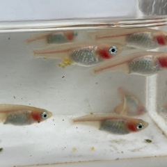 メダカ　紅ほっぺ15匹＋α