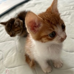 かわいい子猫　3匹