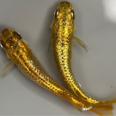 カーネリアン　めだか　稚魚　無選別　10匹+a