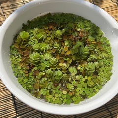 【無農薬】水草 浮き草 パック