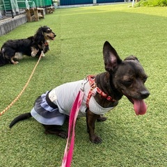 犬散歩🐕仲間募集