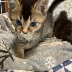 里親募集　子猫生後２ヶ月位