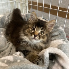 里親募集　子猫生後２ヶ月位