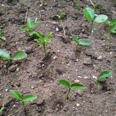 🌱 金冠 キンカン 苗 🌱 ④