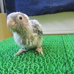 ウロコインコ　雛ちゃん　ブルーパイナップル