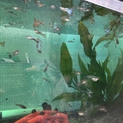 ブルーグラス　