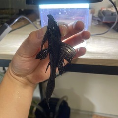 プレコ魚