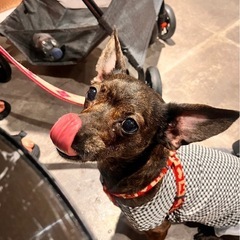 犬🐕カフェ友募集♪
