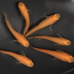 メダカ無人販売⭐︎土日限定⭐︎PSB・ゾウリムシ