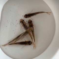 メダカ無人販売⭐︎土日限定⭐︎PSB・ゾウリムシの画像