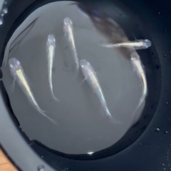 メダカ無人販売⭐︎土日限定⭐︎PSB・ゾウリムシの画像