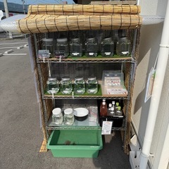 メダカ無人販売⭐︎土日限定⭐︎PSB・ゾウリムシの画像