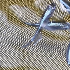 ラムネブルー×ミッドナイトフリル 掛け合わせ個体の画像