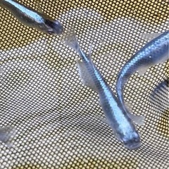 ラムネブルー×ミッドナイトフリル 掛け合わせ個体の画像