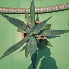 アガペ　アメリカーナの画像