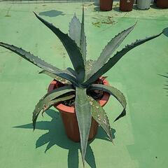 アガペ　アメリカーナ