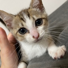 生後１ヶ月ちょいのにゃん達