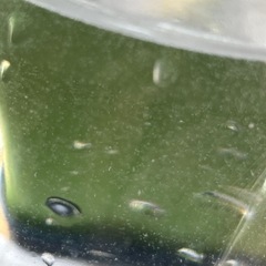 500ミリ　2本　ゾウリムシ　メダカ　針子　ミジンコにの画像