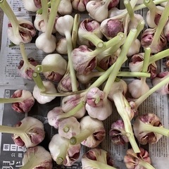 ②6／1受渡・畑にある野菜の画像