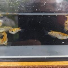 メダカ　【サボラメ】　10匹      1200円の画像