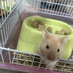 ハムスター