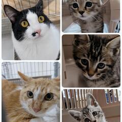 保護ニャン🐾幸せ繋ぎたいin5月31日あいねこの木