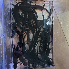 アカハライモリ1匹200円